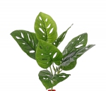Monstera 'Monkey Leaf' (Gatenplant) 30cm